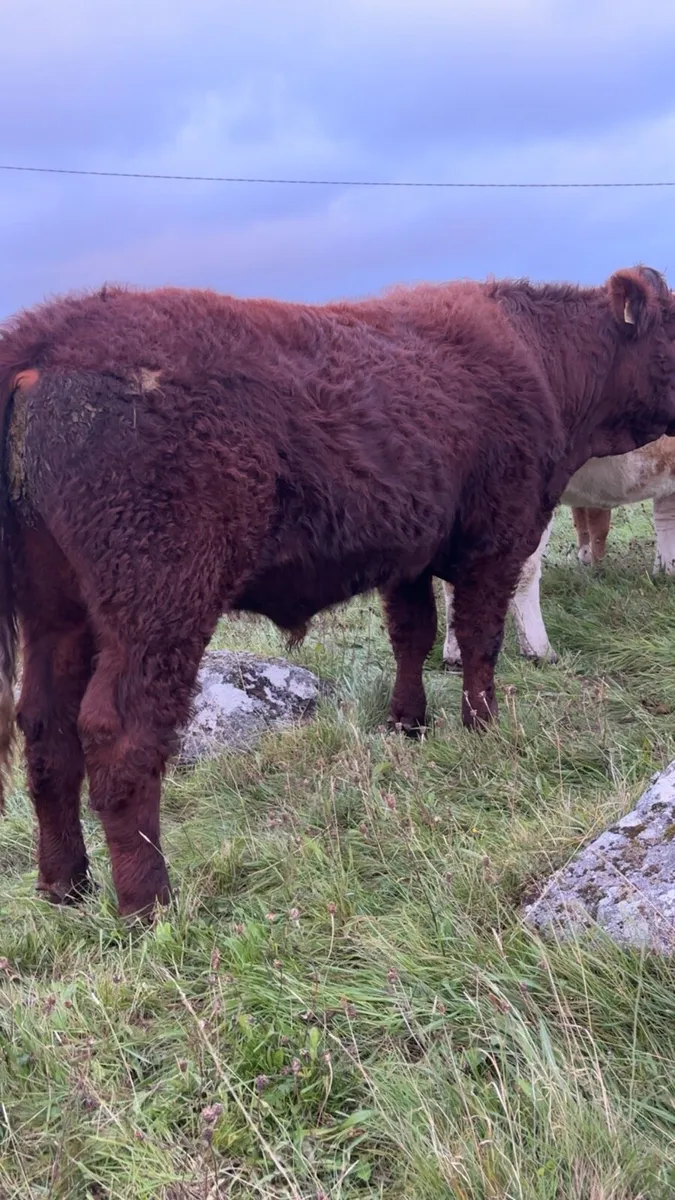 PBR Saler Bull - Image 1