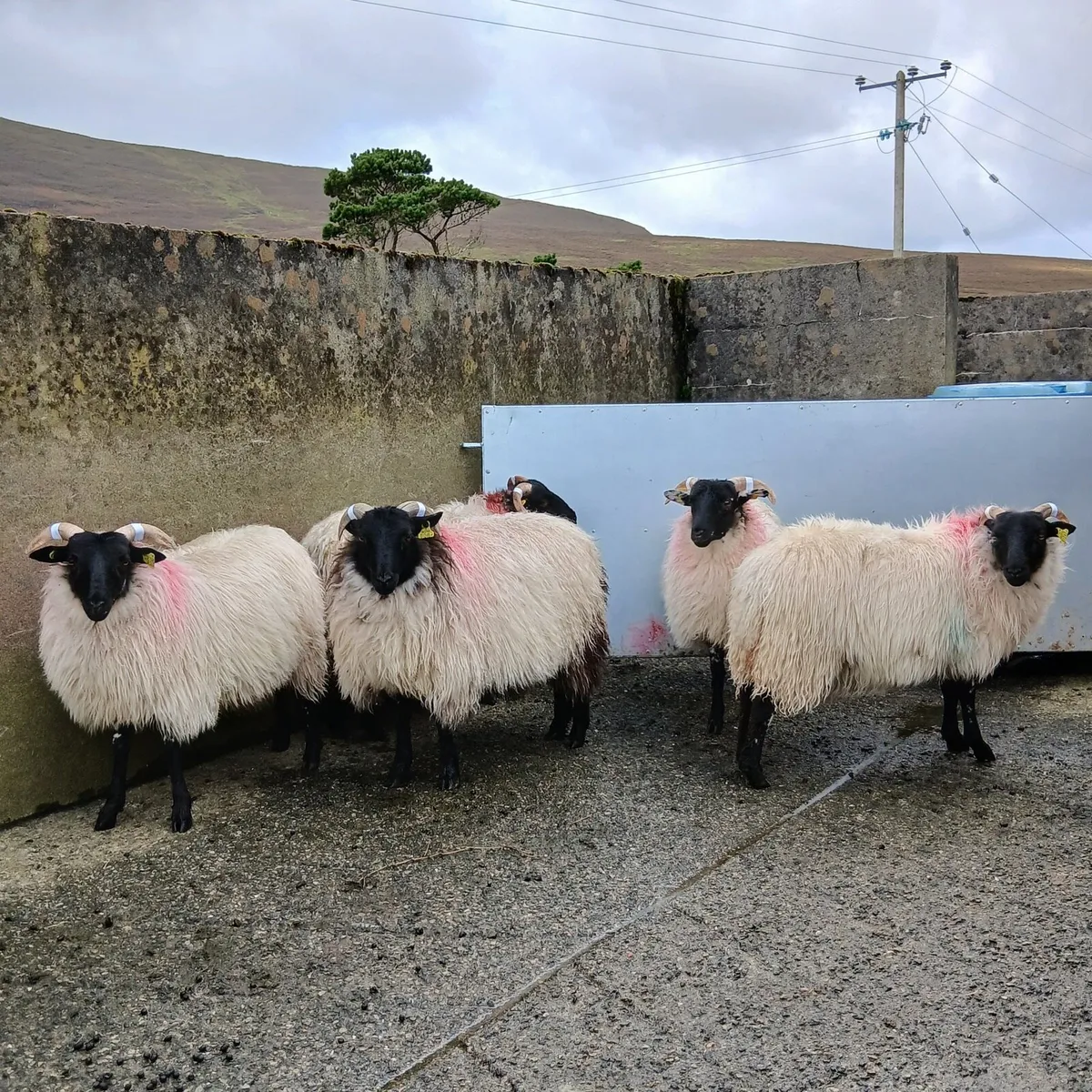 Mayo Sheep Sale Friday 19th September - Image 1