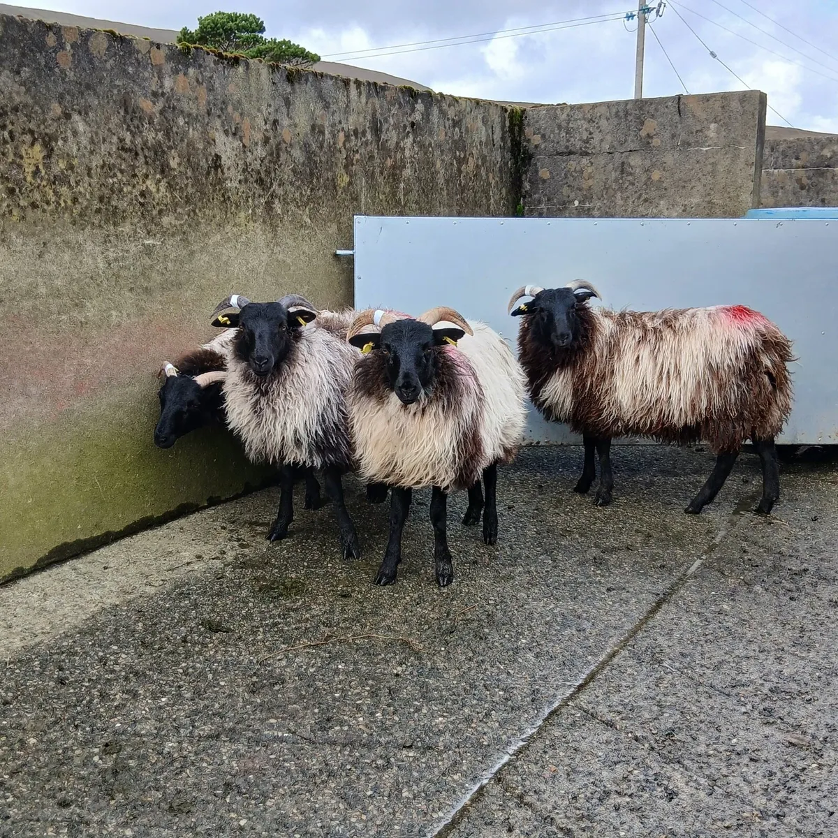 Mayo Sheep Sale Friday 19th September - Image 2