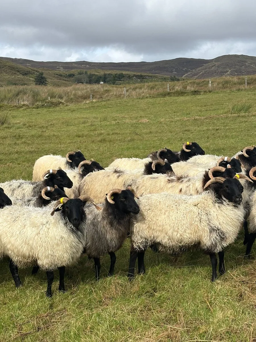 Mayo Sheep Sale Friday 19th September - Image 3