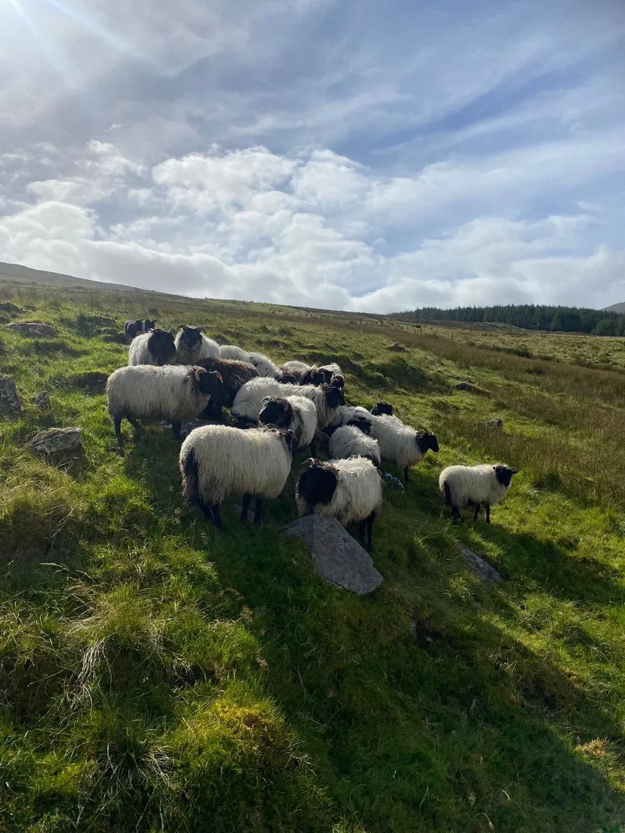 Mayo Sheep Sale Friday 19th September - Image 4