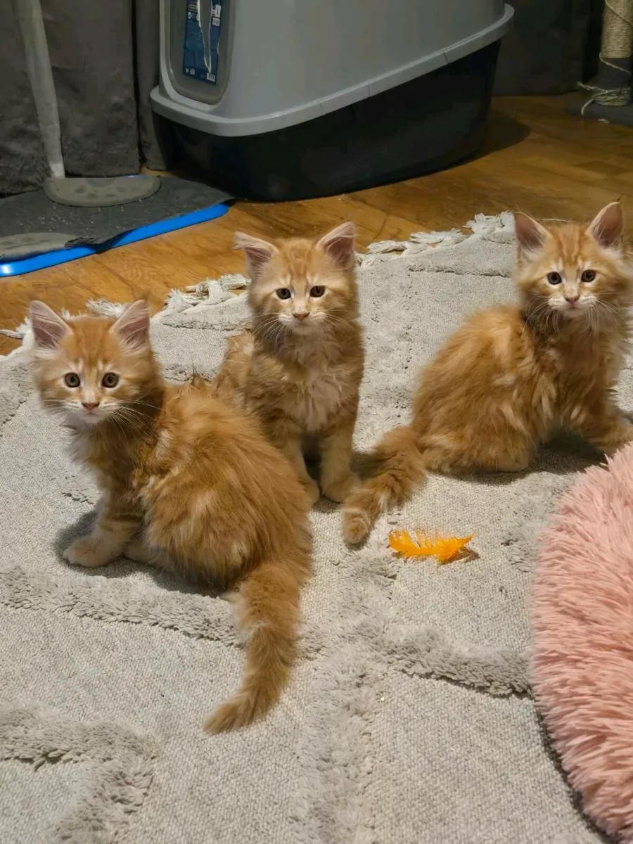 Red Maine Coon kittens - Image 1