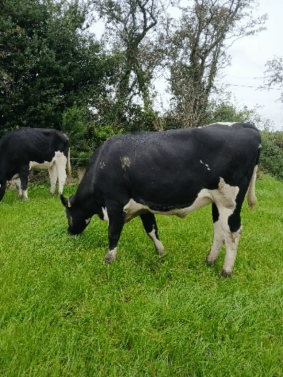 Incalf Heifers - Image 2