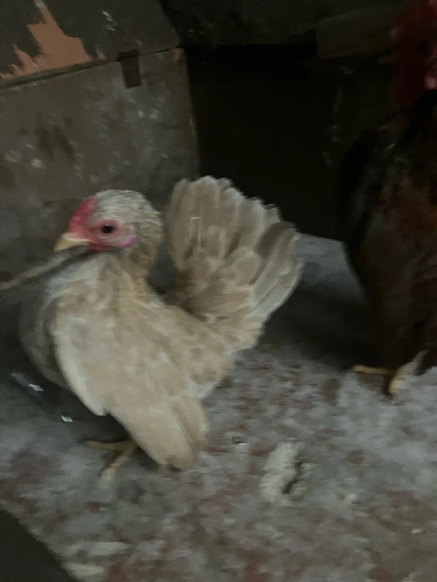 Poultry Clear out - Image 1