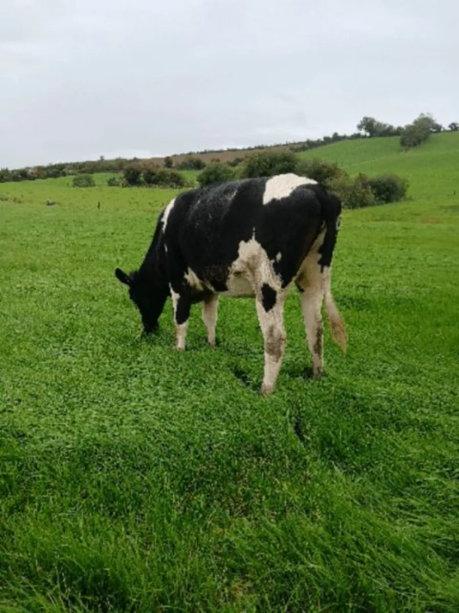 Incalf Heifers - Image 4