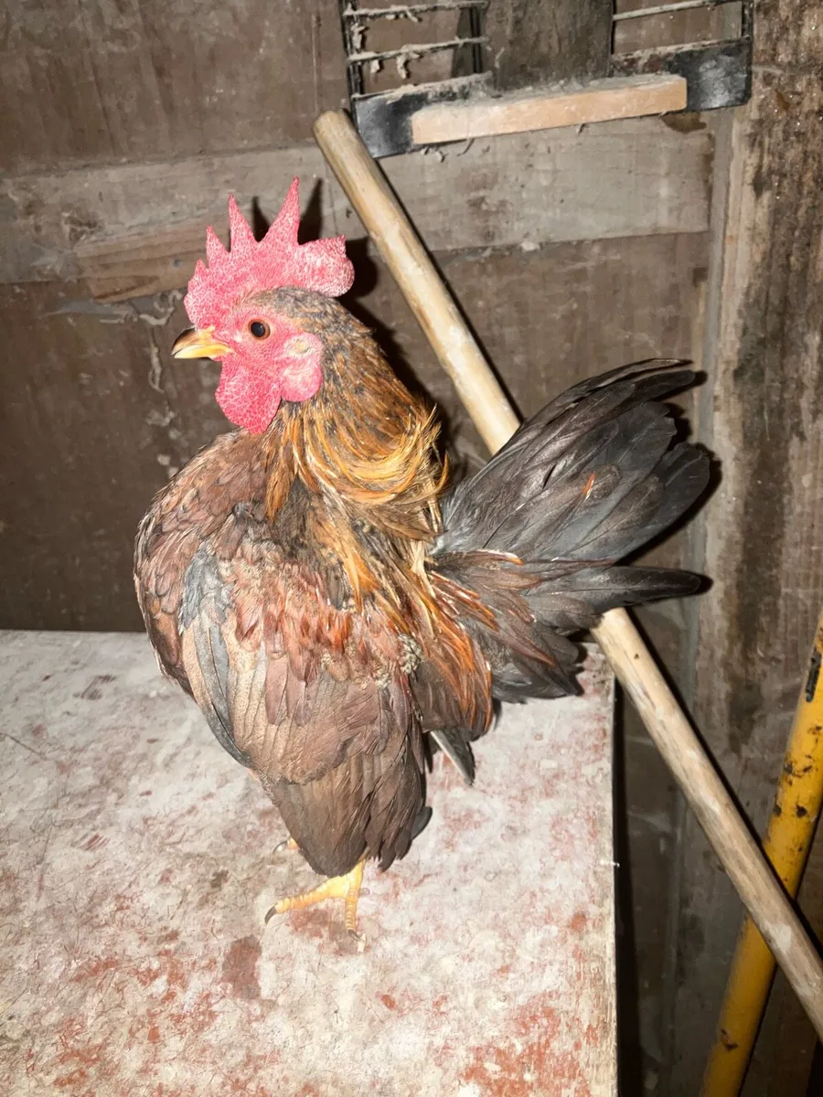 Poultry Clear out - Image 2