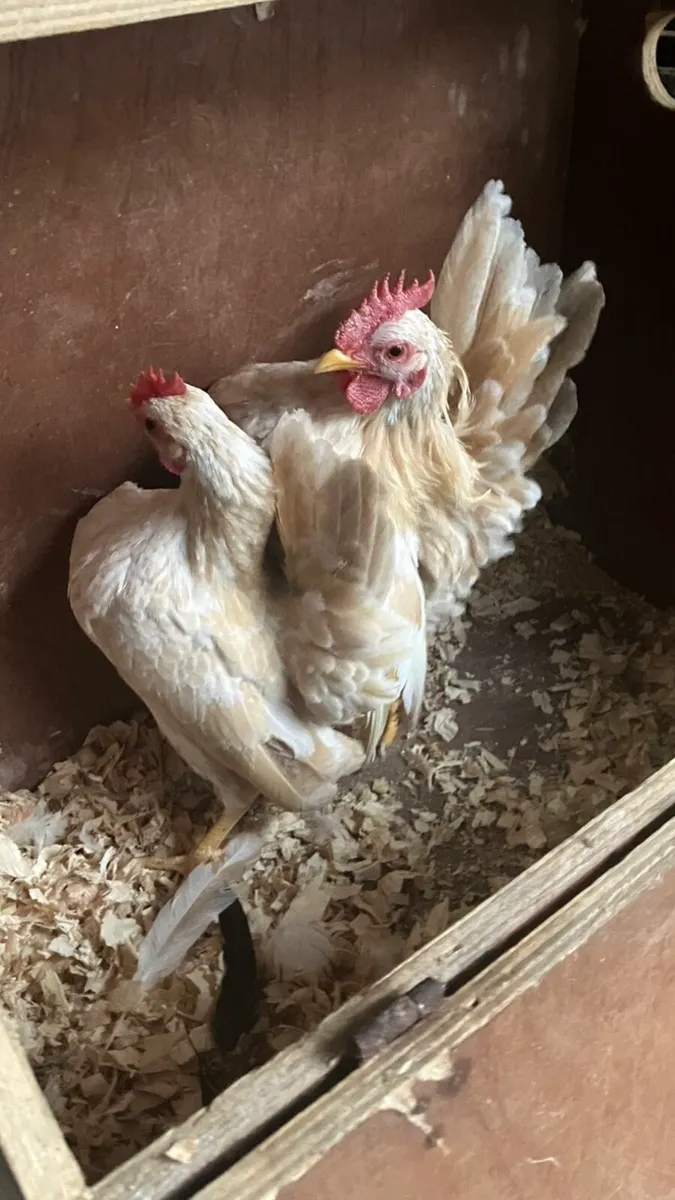 Poultry Clear out - Image 3