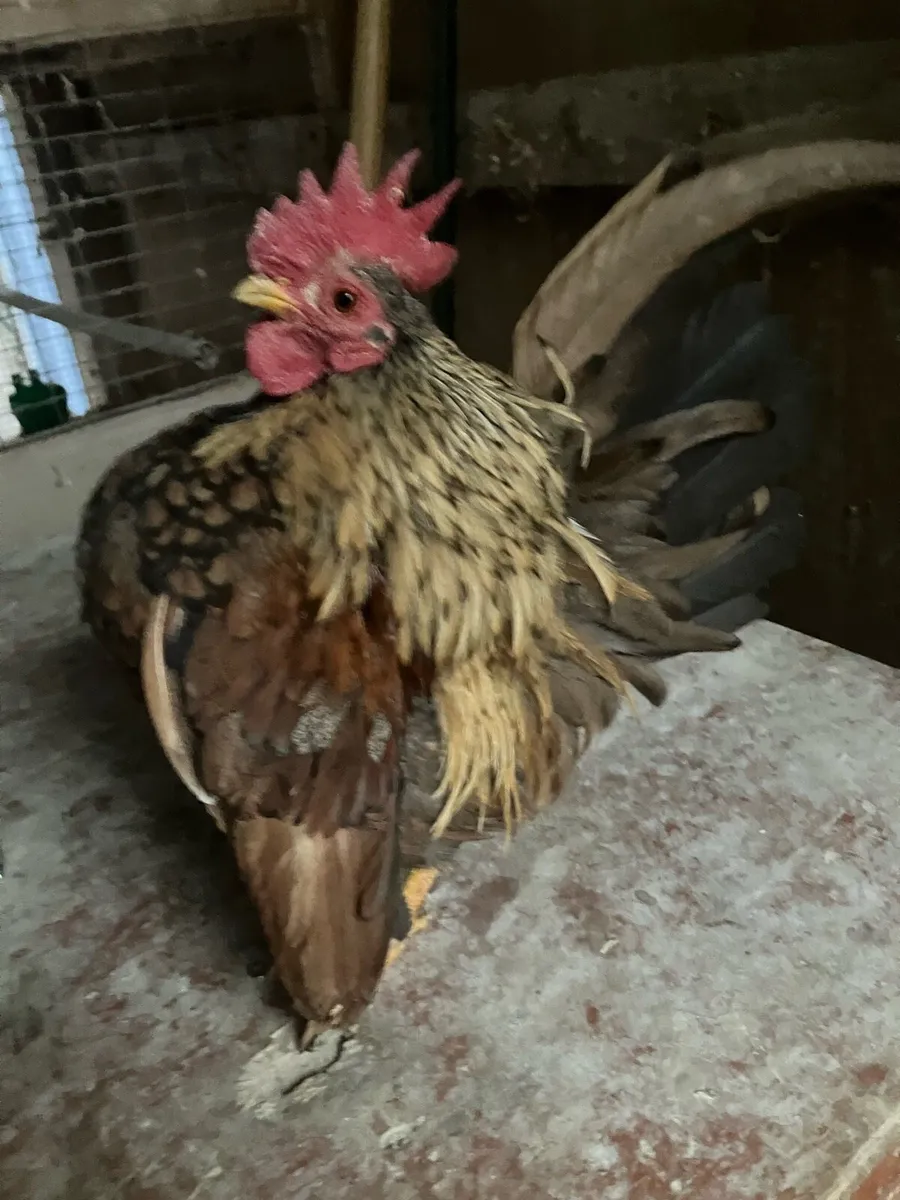 Poultry Clear out - Image 4