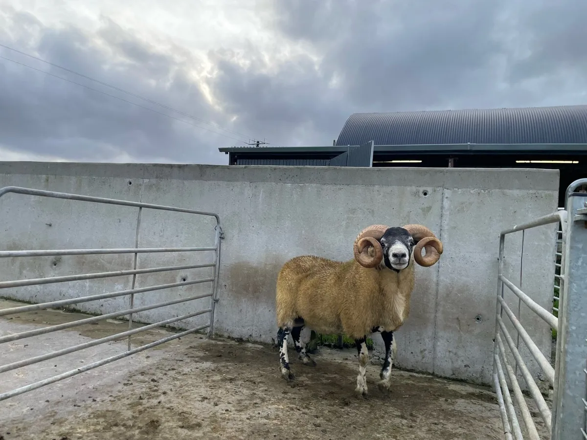 Sheep - Image 1