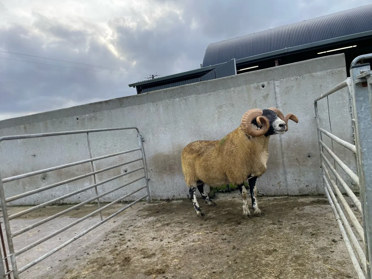 Sheep - Image 2