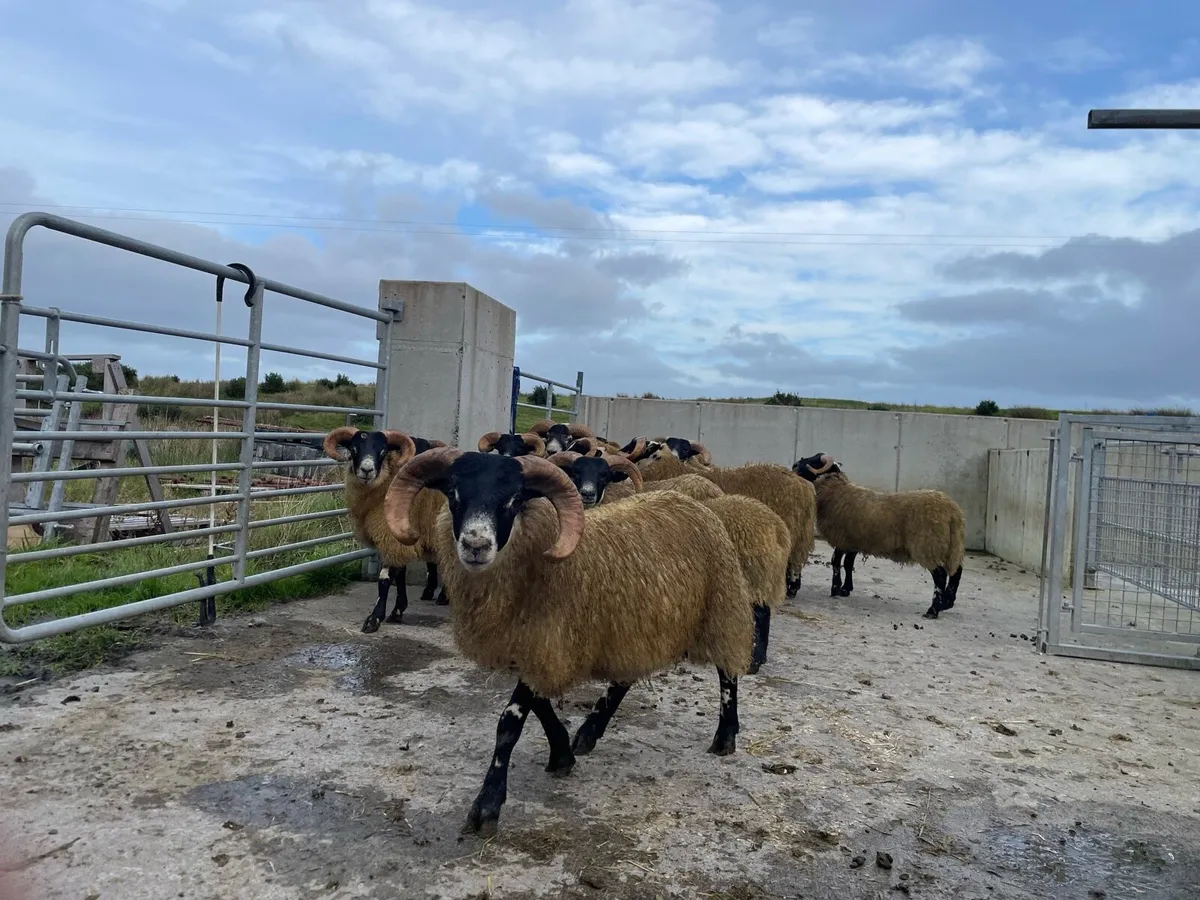 Sheep - Image 3