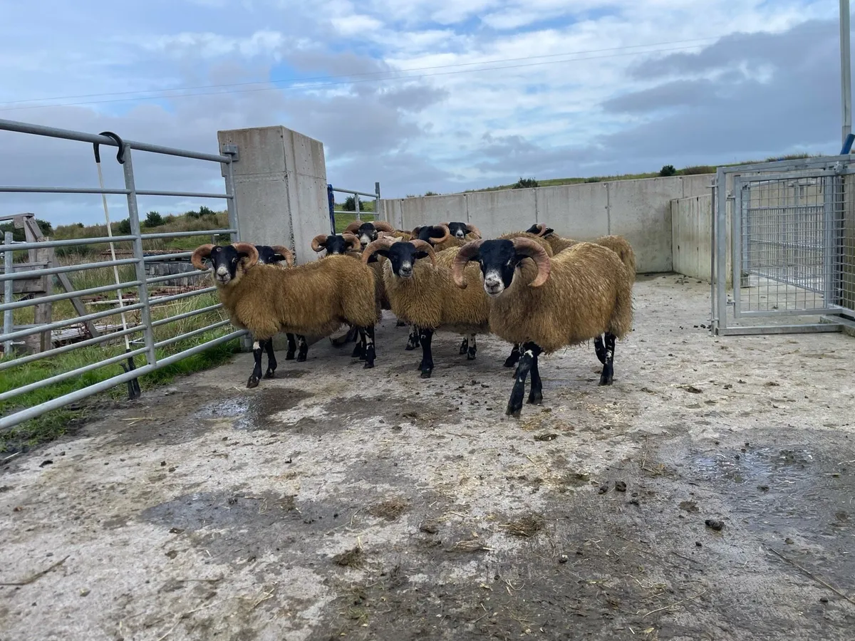 Sheep - Image 4