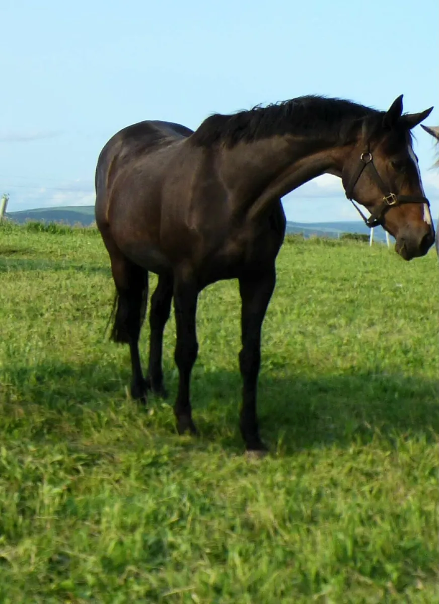 Cougar mare in foal - Image 1