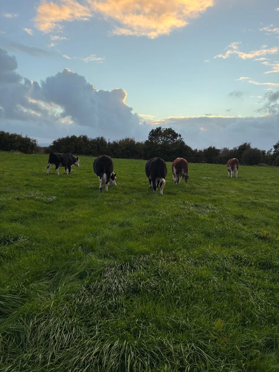 Cattle - Image 1
