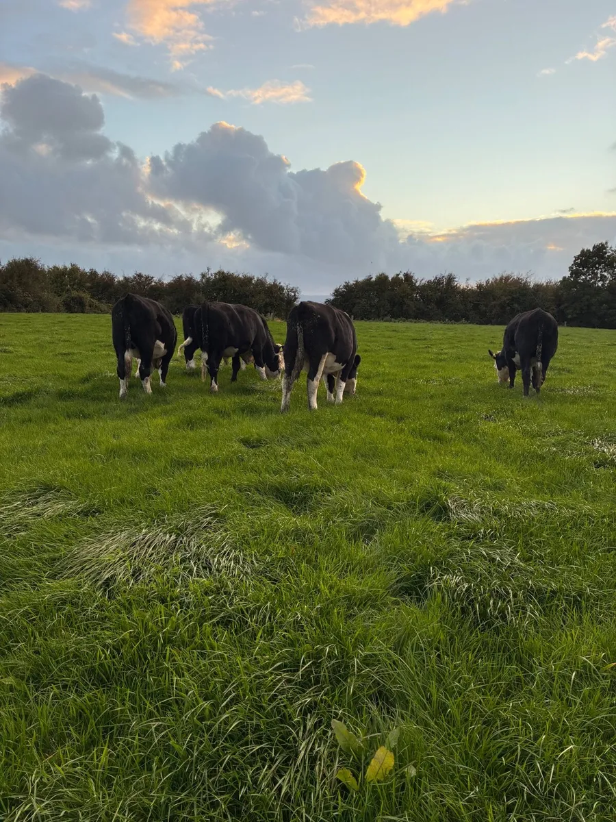 Cattle - Image 2