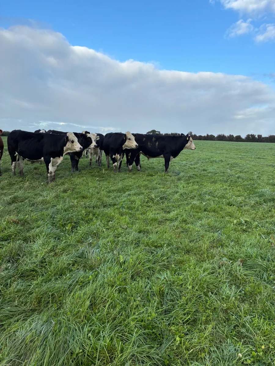 Cattle - Image 3