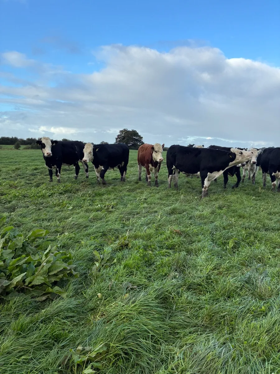 Cattle - Image 4
