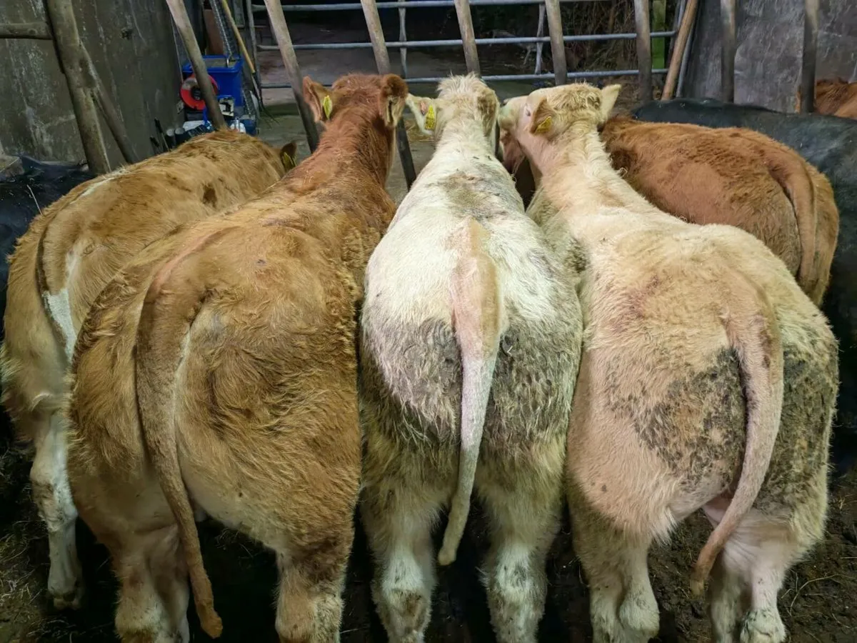 15 U Grade Weanling Bulls. - Image 1