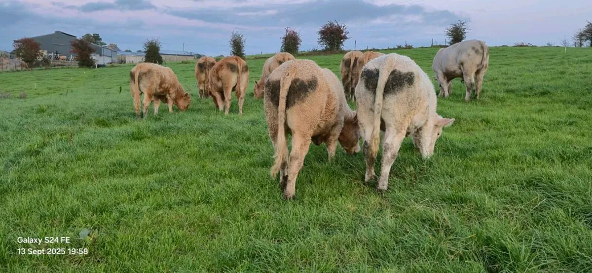 Bullocks - Image 1
