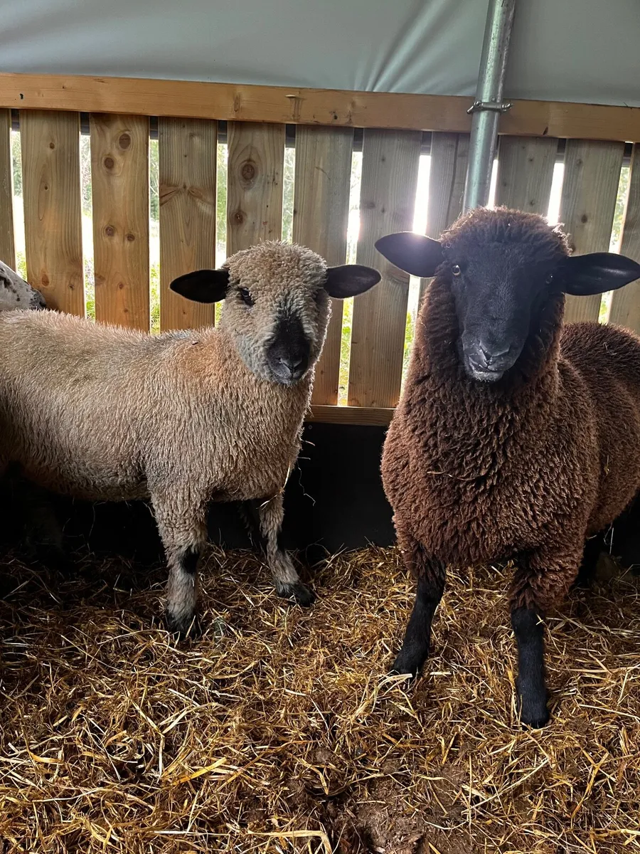 Teaser ram lambs