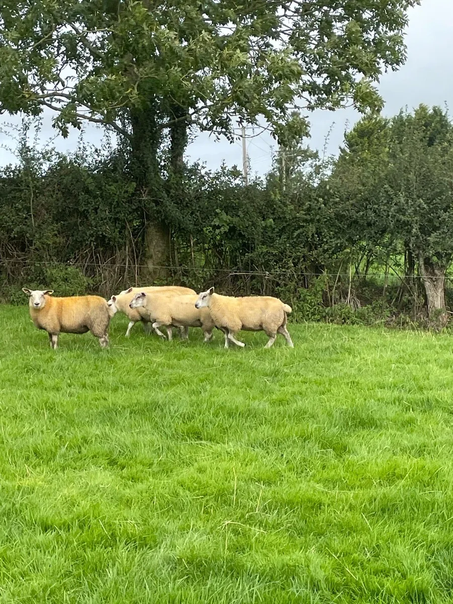Ewe lambs - Image 1