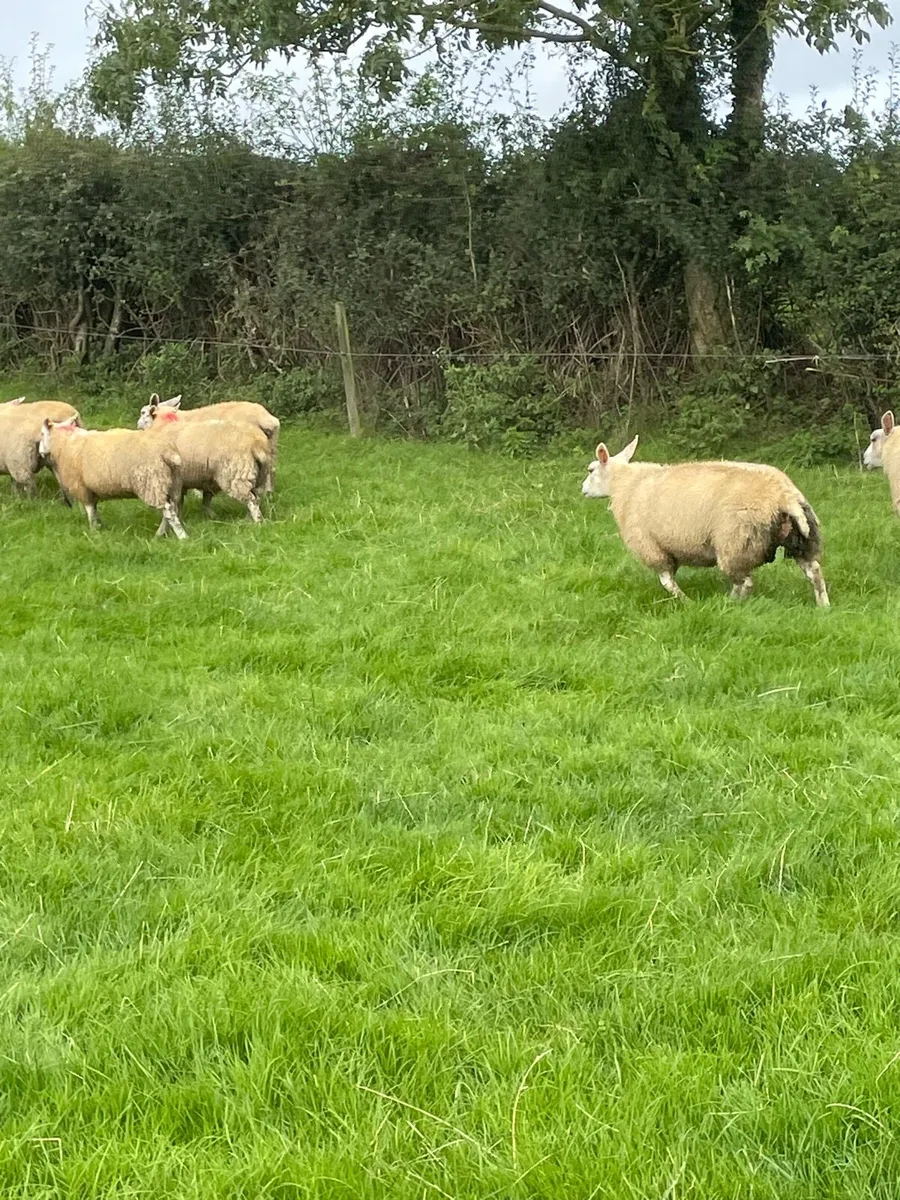 Ewe lambs - Image 2
