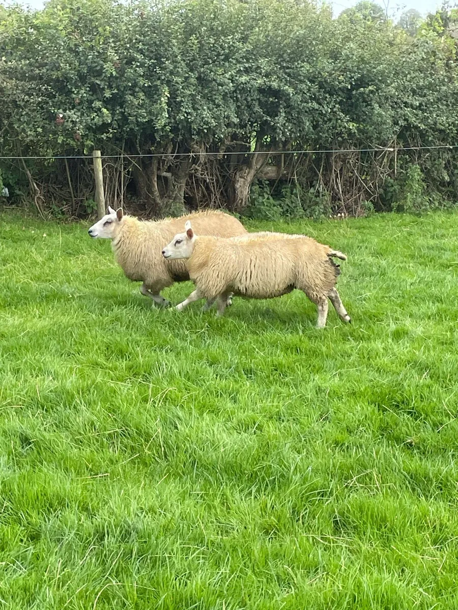 Ewe lambs - Image 3