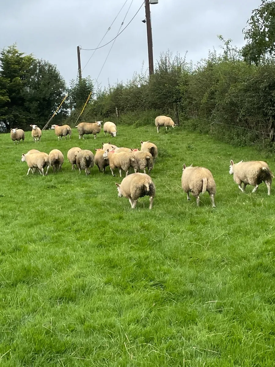 Ewe lambs - Image 4