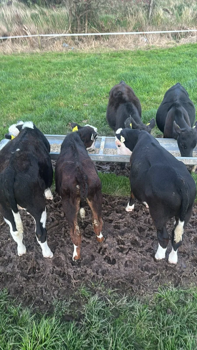 Beef calves - Image 1