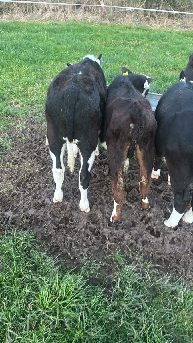 Beef calves - Image 2