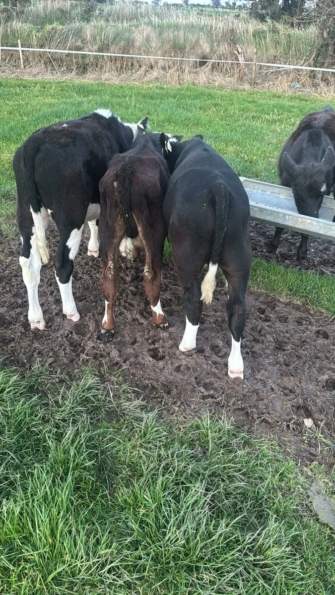 Beef calves - Image 3