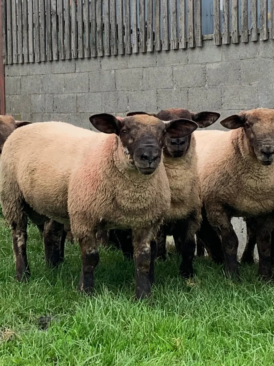 10 Super Sufftex  ram lambs 🔥 - Image 1