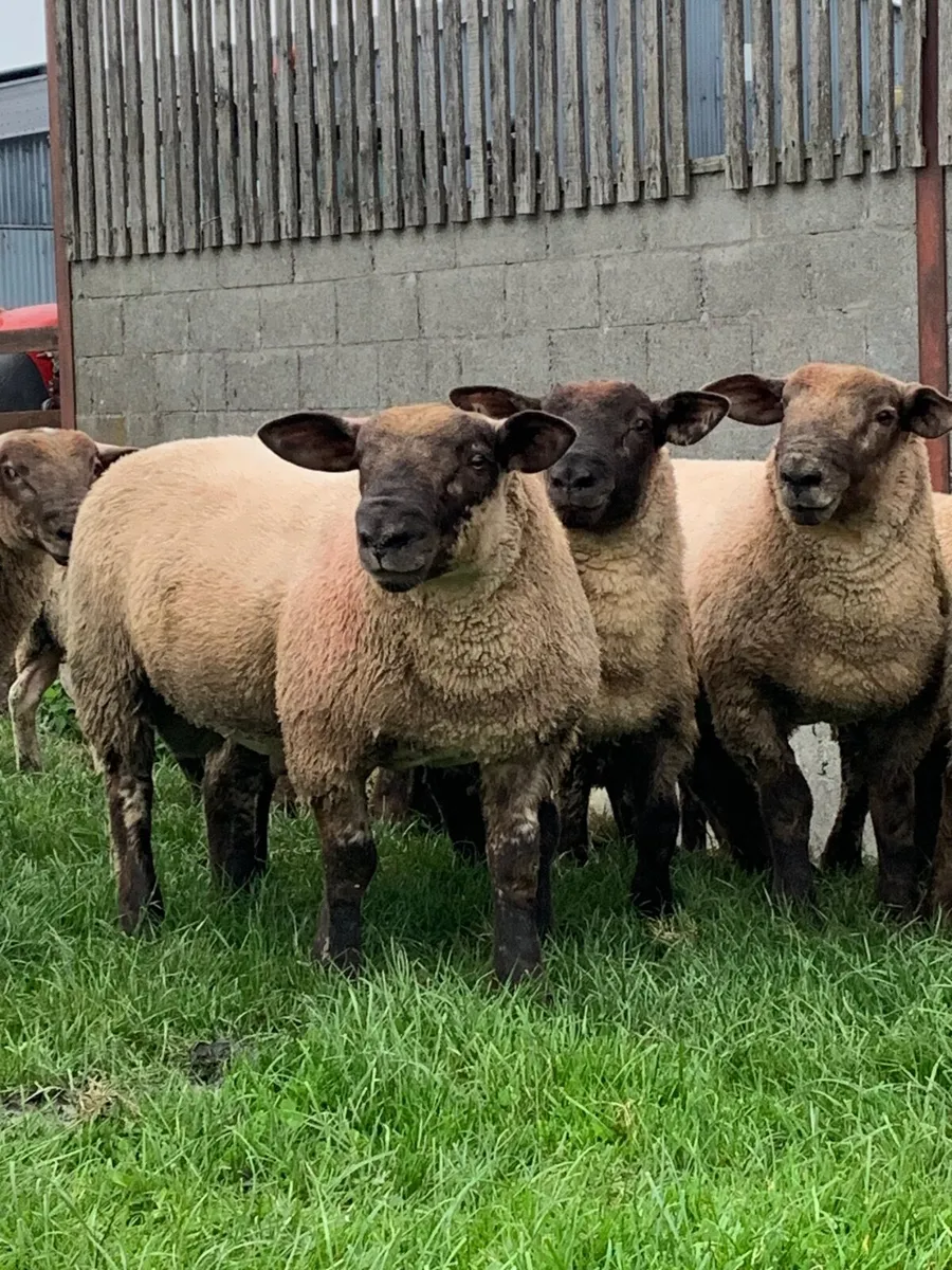 10 Super Sufftex  ram lambs 🔥 - Image 3