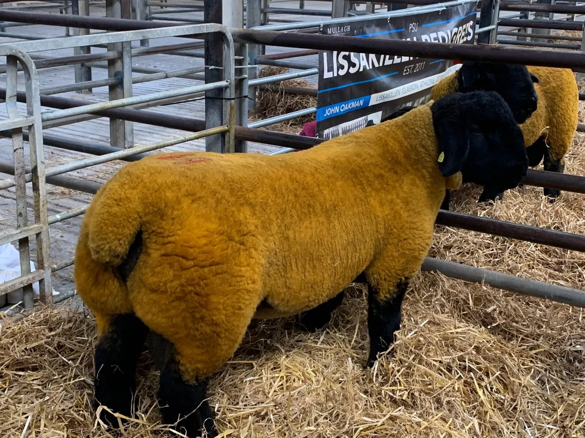 10 Super Sufftex  ram lambs 🔥 - Image 4