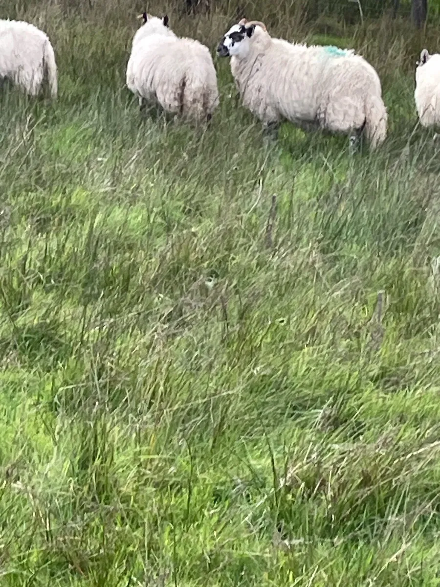 Organic ewe lambs - Image 2