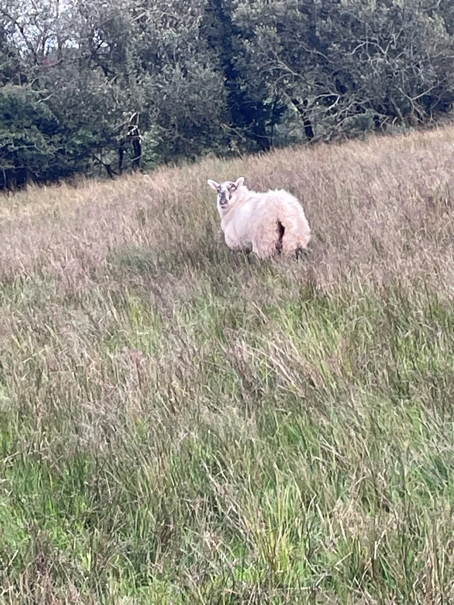 Organic ewe lambs - Image 3