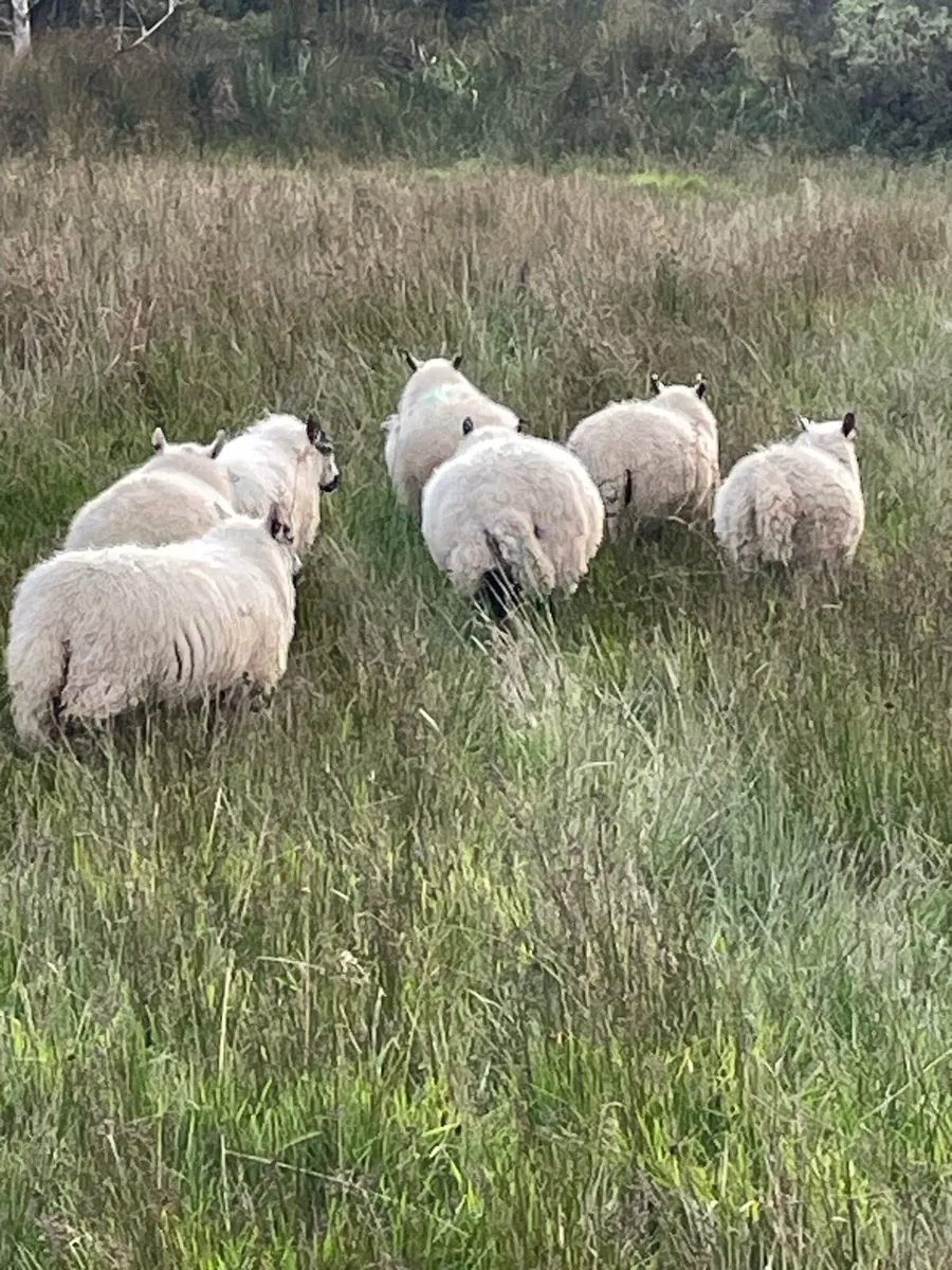 Organic ewe lambs - Image 4