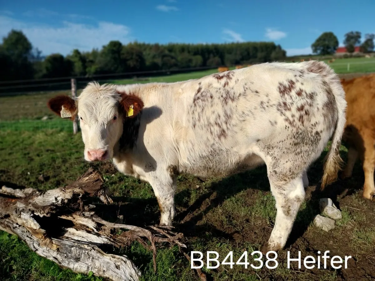 AI Bred Weanlings for Sale - Image 1