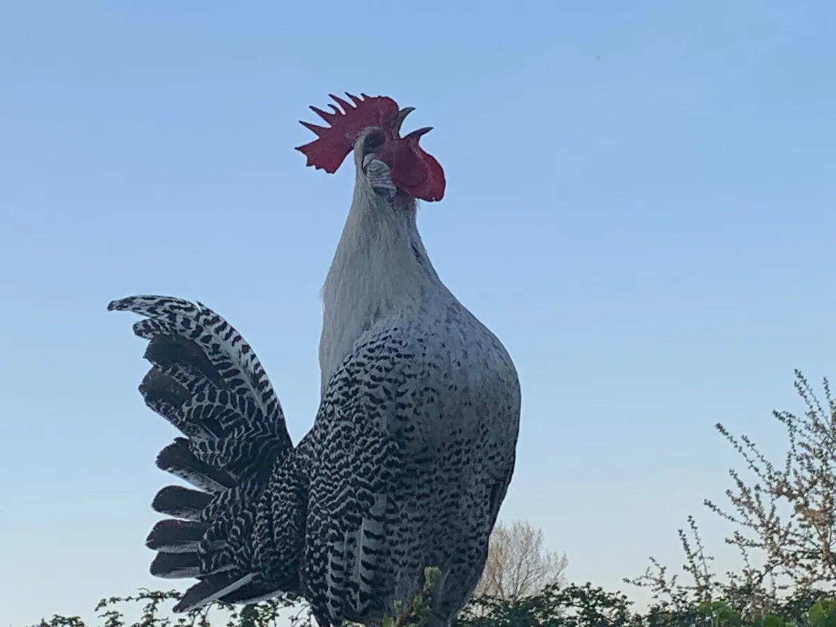 Rooster - Image 2