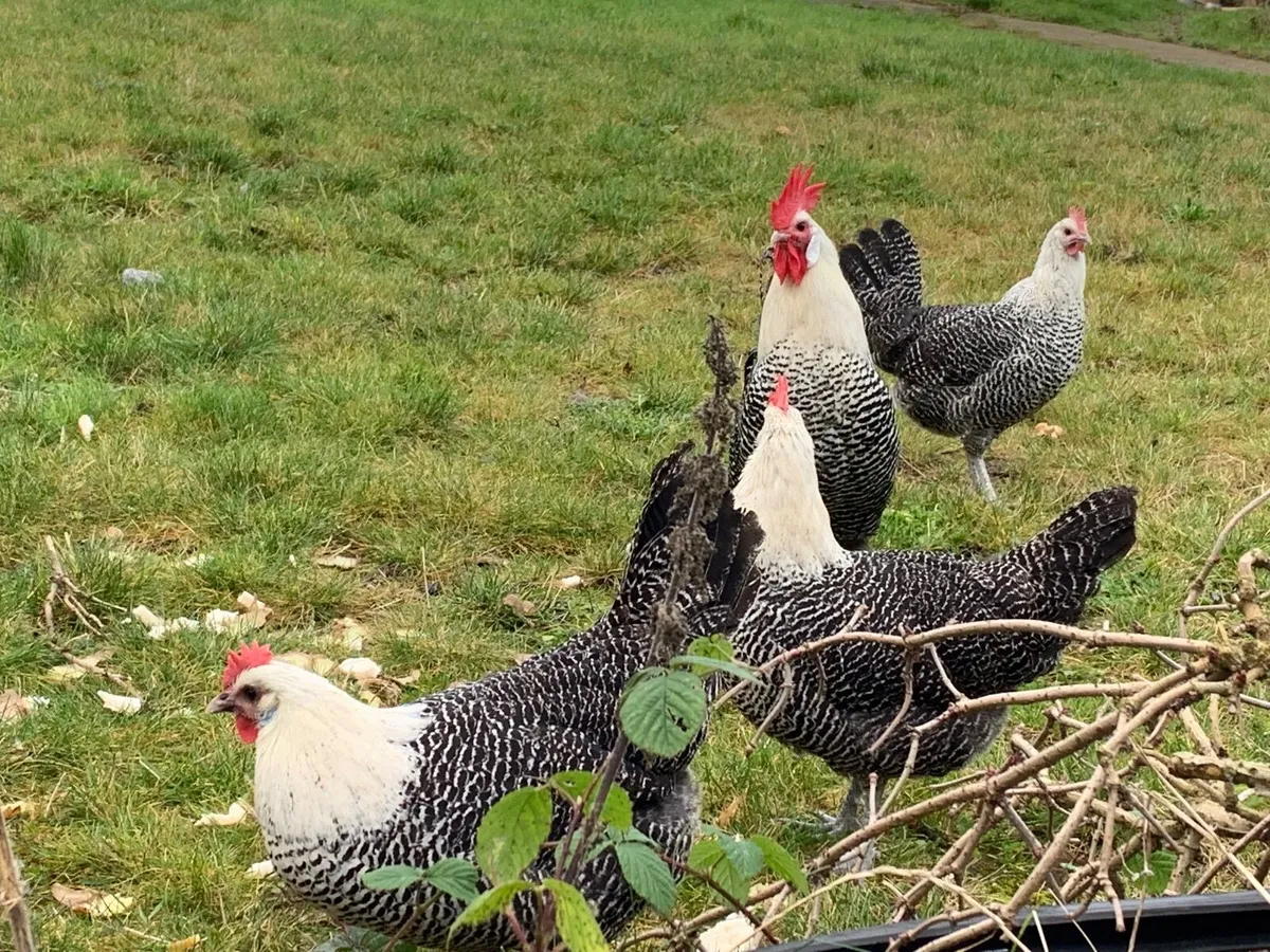 Rooster - Image 3