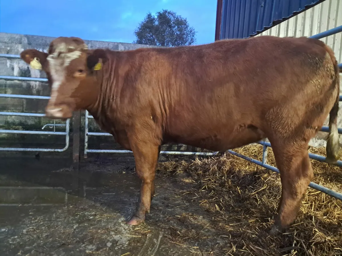 Smashing BBX breeding heifer - Image 1