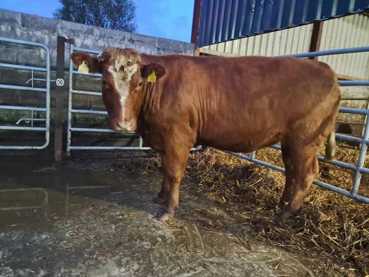 Smashing BBX breeding heifer - Image 2