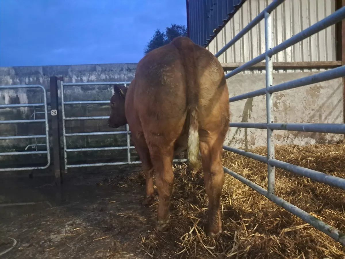 Smashing BBX breeding heifer - Image 3