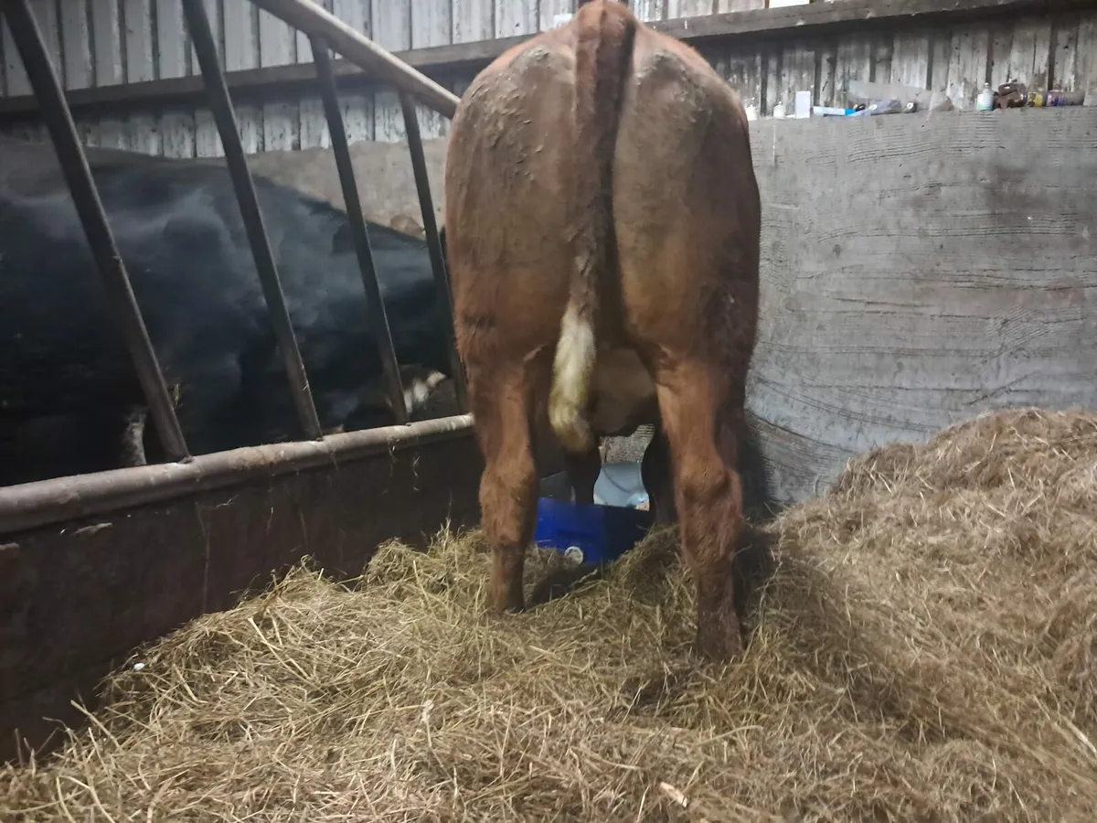 Smashing BBX breeding heifer - Image 4
