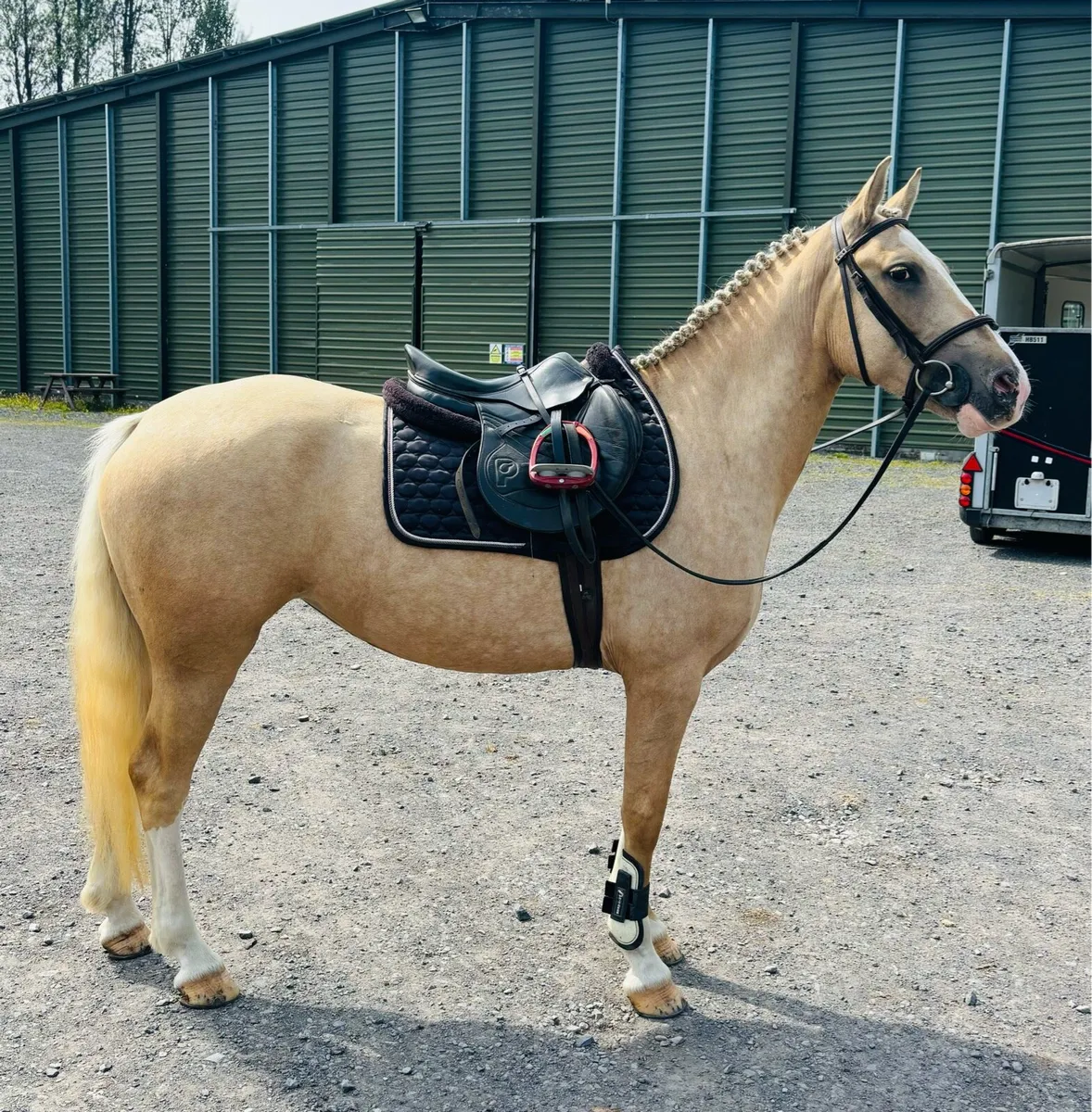 148 4 year old Palomino Filly - Image 2