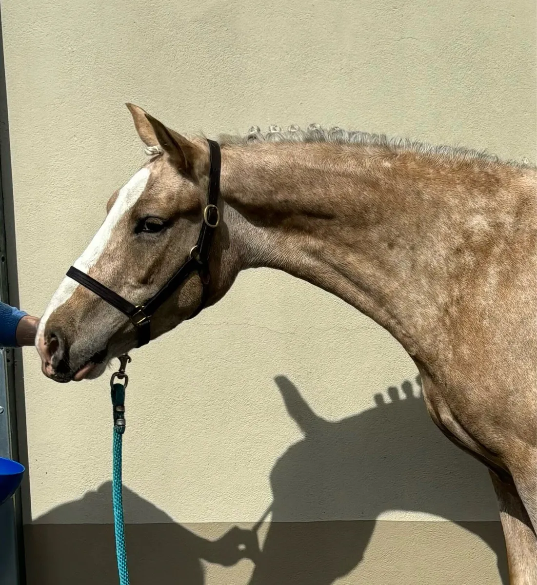 148 4 year old Palomino Filly - Image 3