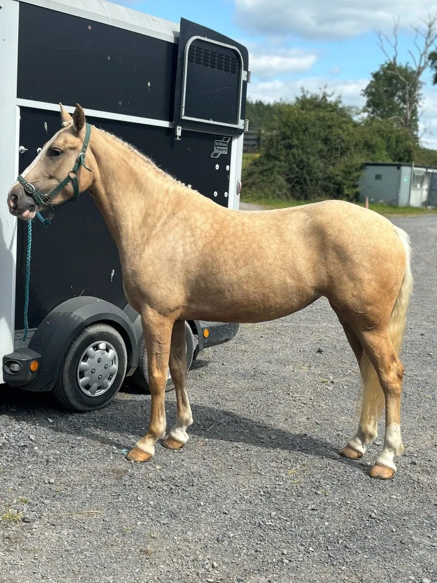 148 4 year old Palomino Filly - Image 4