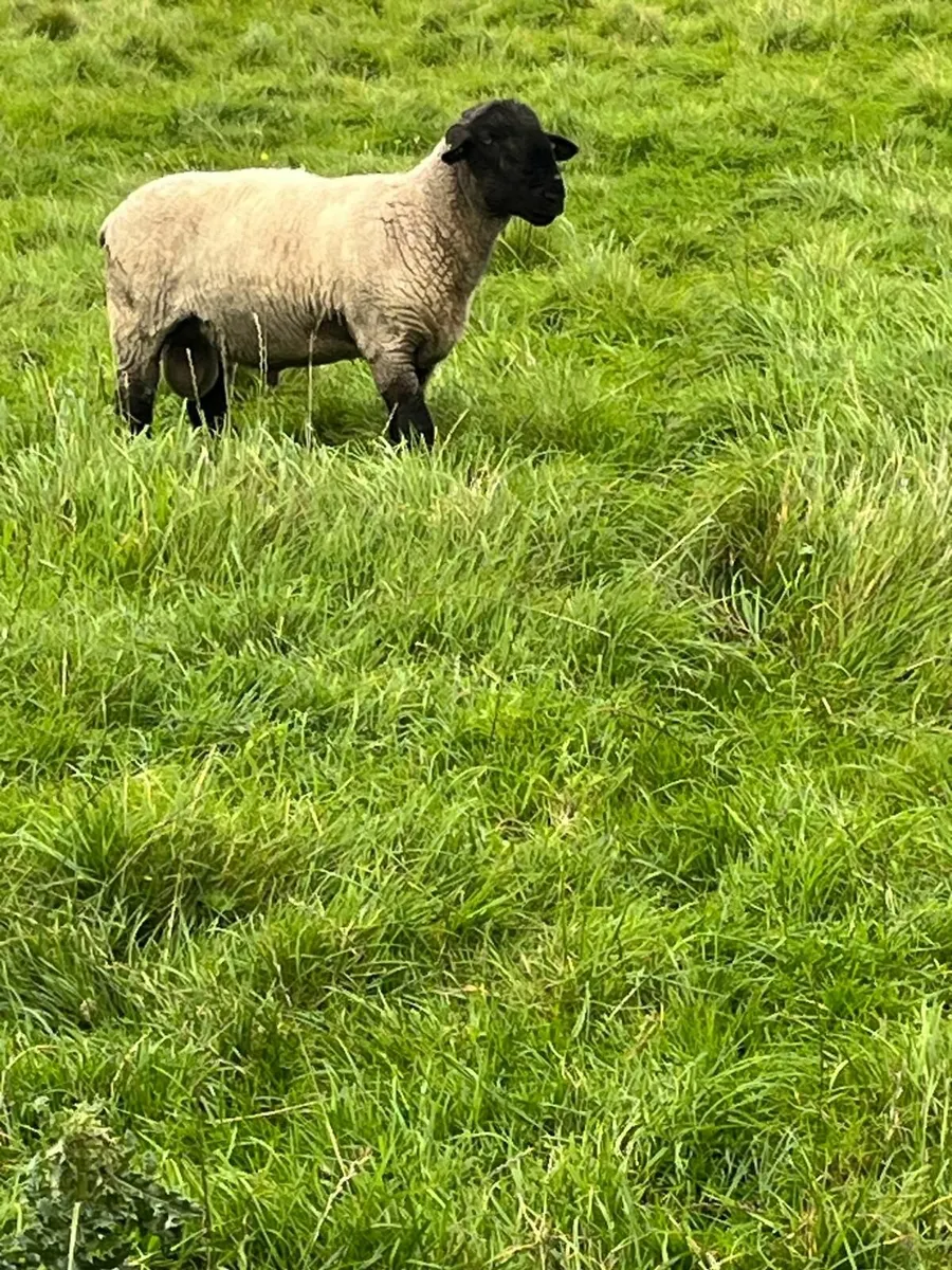 Suffolk Ram for sale - Image 1