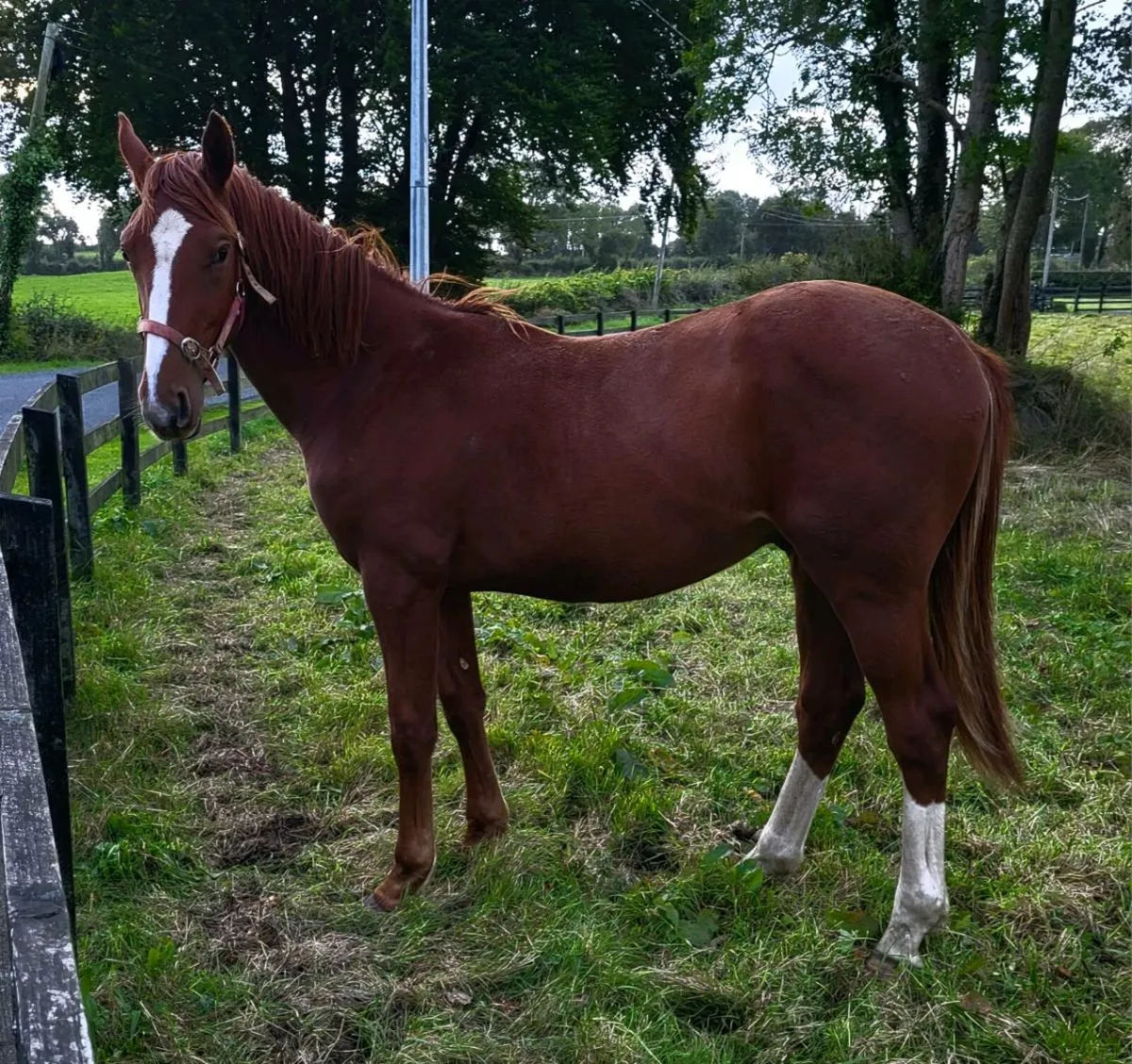 Yearling horse - Image 2