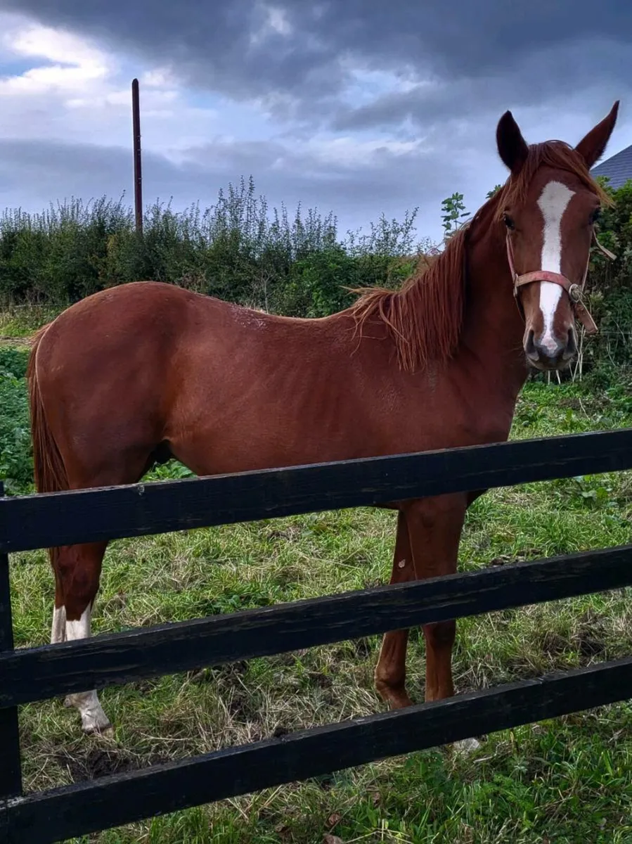 Yearling horse - Image 4